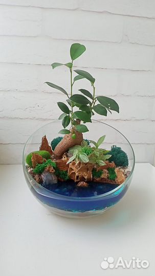 Флорариумы в наличии и под заказ