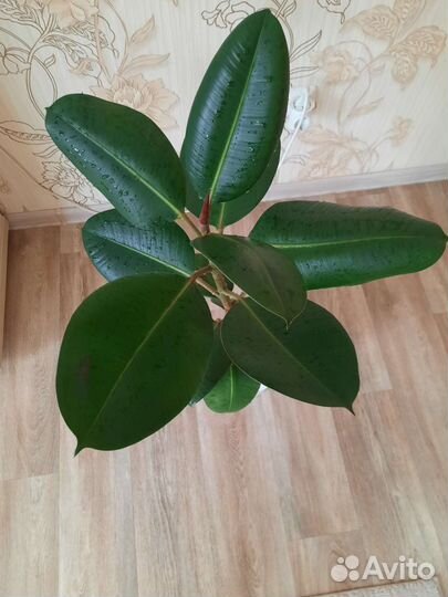 Фикус каучуконосный