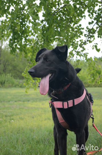 Собака из приюта ждёт хозяина