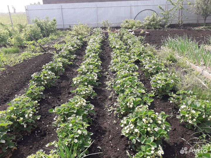 Рассада клубники Купчиха