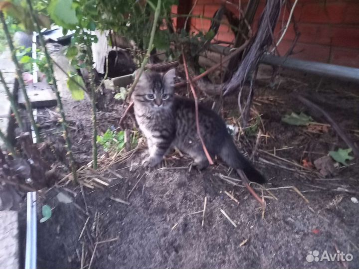 Кошечка в добрые руки