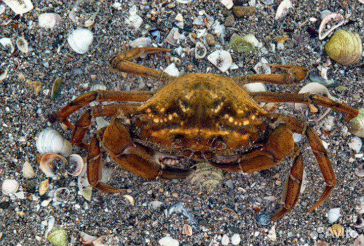 Крабы, мидии, креветка под заказ