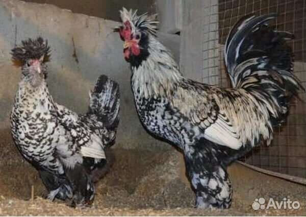 Куры Павловские