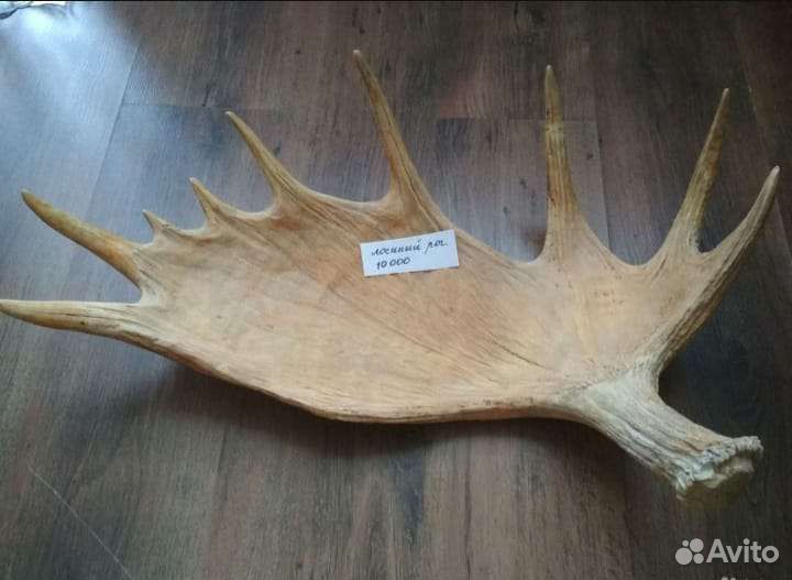 Продам рога лося