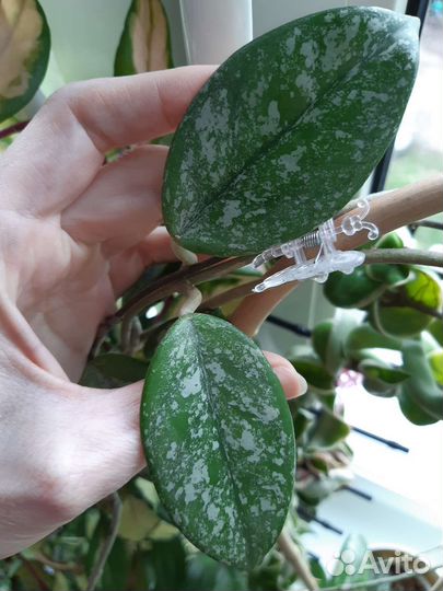 Хойи сортовые 4