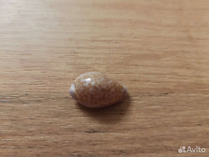 Морская раковина