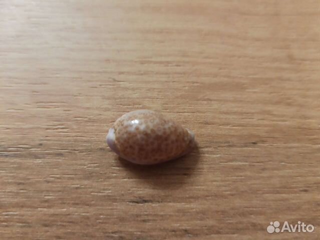 Морская раковина