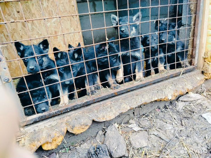 Щенки немецкой овчарки