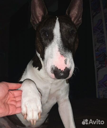 Бультерьер вязка