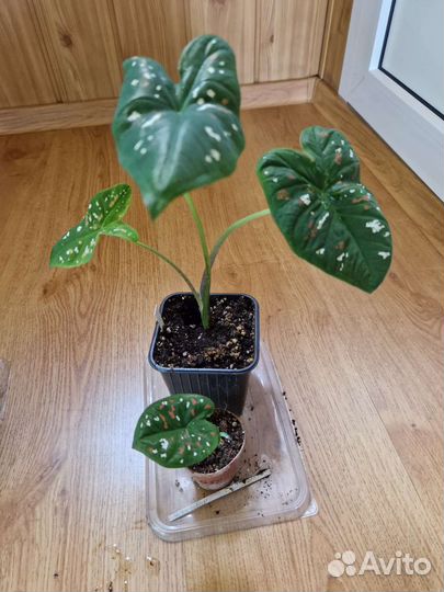 Каладиумы в ассортименте