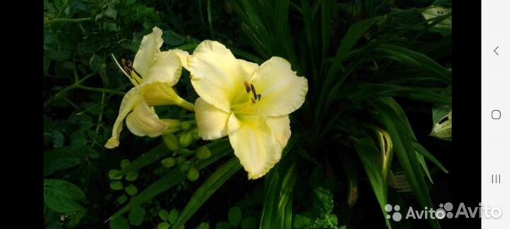 Лилейник Арктикс Сноу