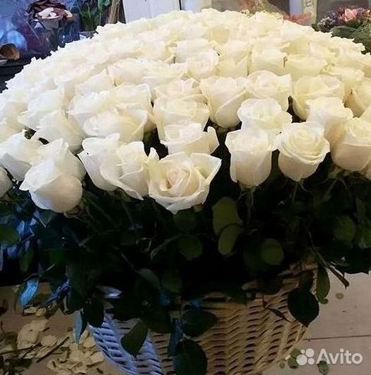 Высокие розы Гигантские розы с доставкой