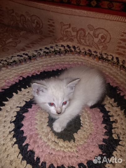 Кошечка в добрые руки