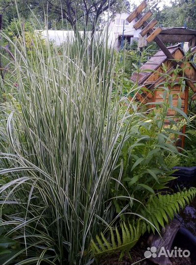 Вейник Карл Форстер и другие декоративные злаки