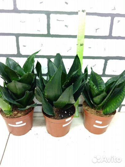 Сансевиерия сортовая 1