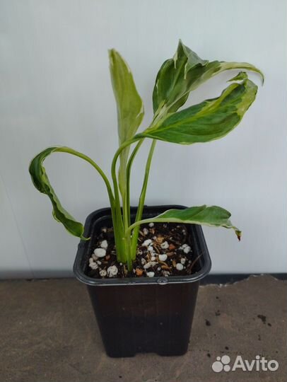 Спатифиллумы разных сортов