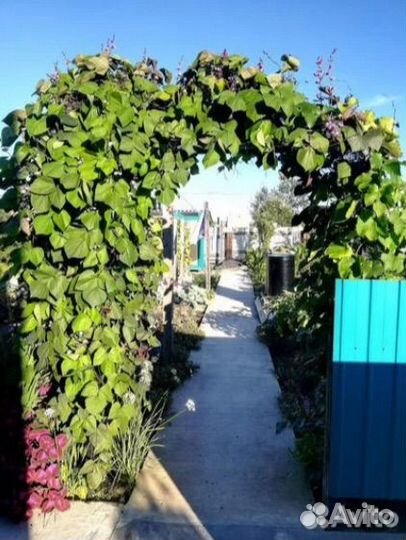 Долихос (декоративная фасоль)