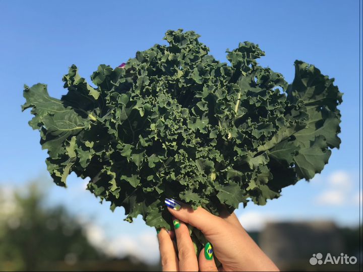 Капуста кейл для веганов, сыроедов, спортсменов и