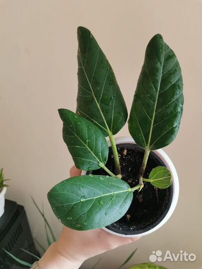 Фикус Бенгальский Одри