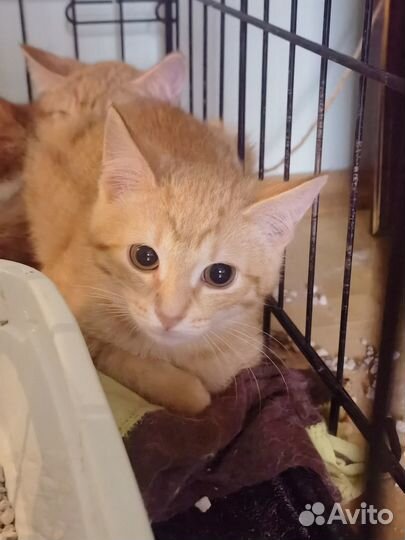 Озорной рыжий мальчик Фрай просится домой