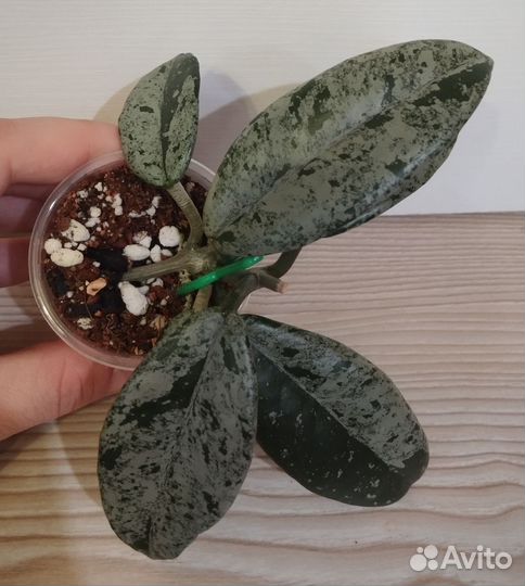 Хойя wilbur graves