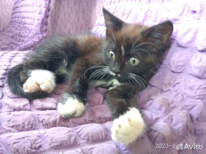 Котенок от Шотландской вислоухой кошки