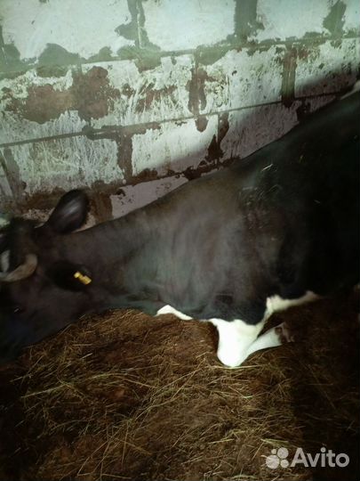 Корова телка стельная
