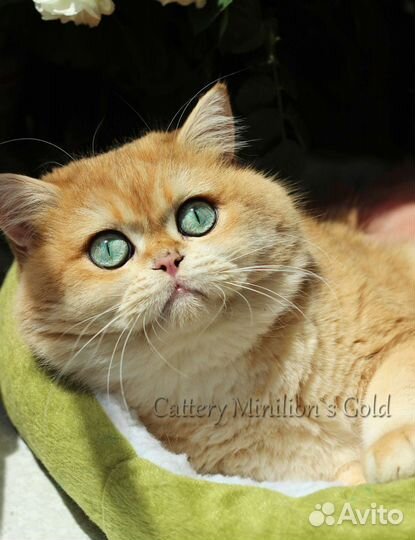 Синеглазый котик