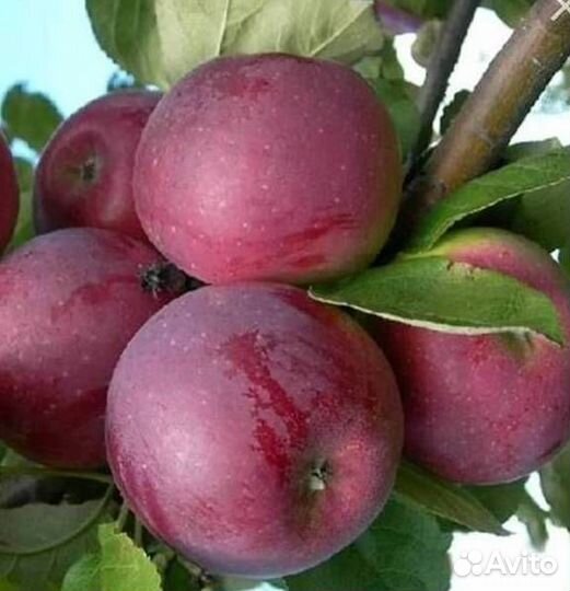 Саженцы яблони Орлик