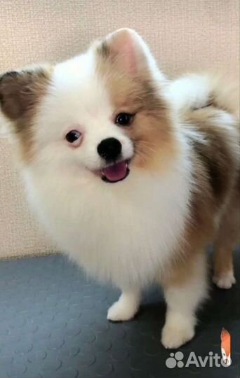 Померанский шпиц вязка кобель