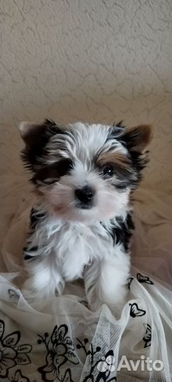 Щенки бивер йорка мини девочка