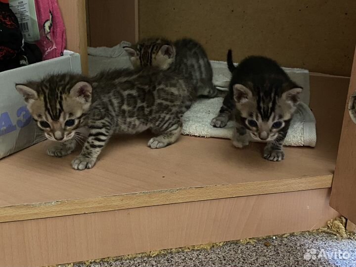 Бенгальская