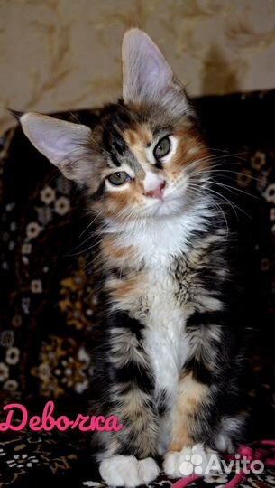 Котята Мейн-кун