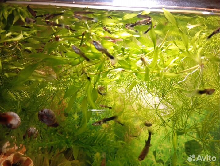 Аквариумные рыбки и растения