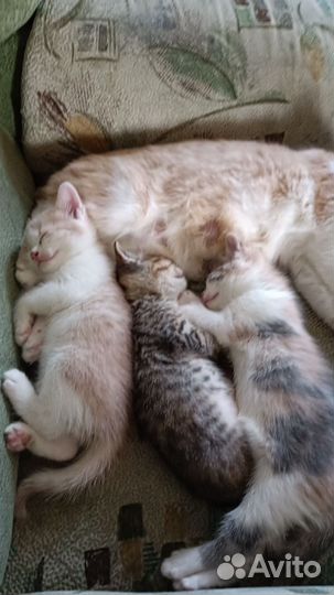 Домашние животные котята