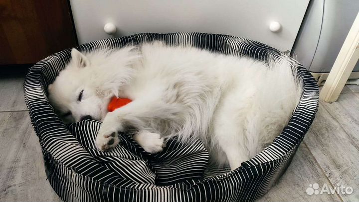 Вязка Японский шпиц