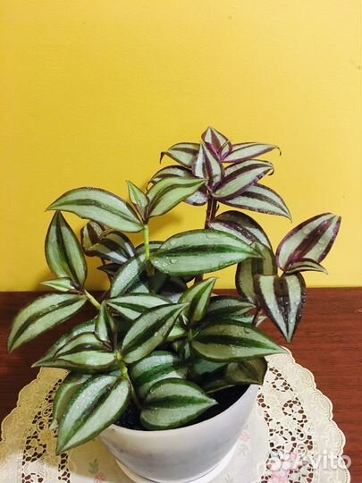 Традесканция