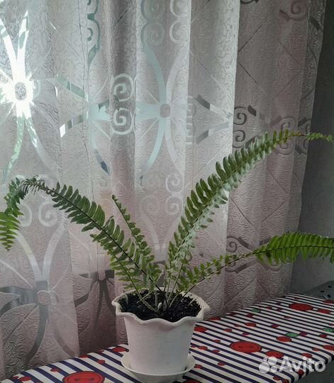 Папоротник