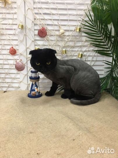 Стрижка кошек, экпресс-линька, купание для кошек