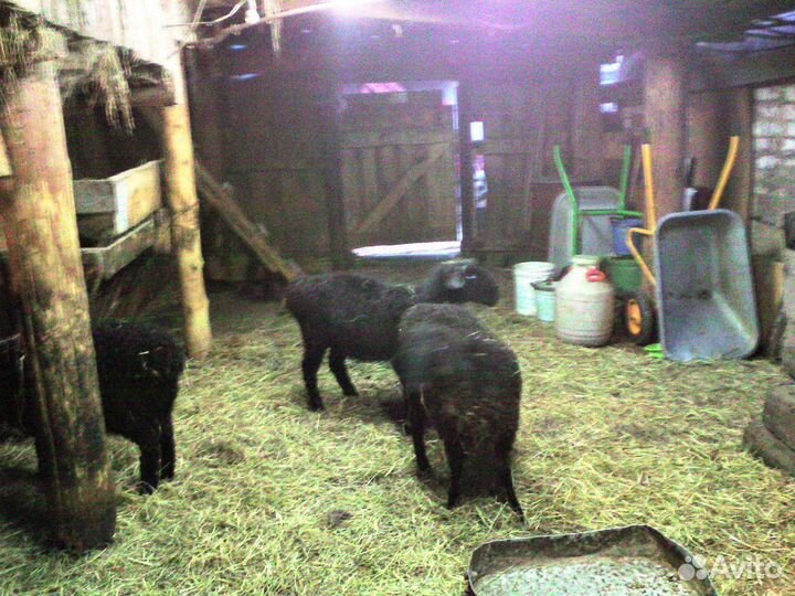 Курдючные барашки