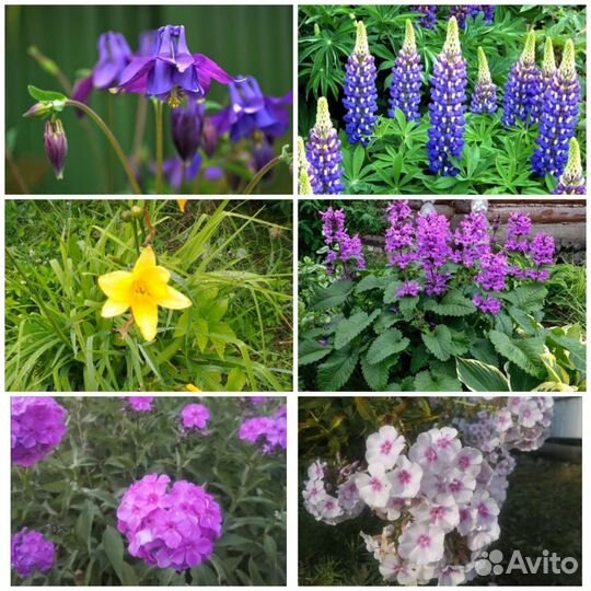 Многолетники для сада