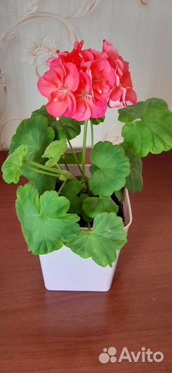 Пеларгония герань