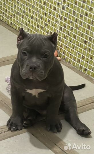 Щенки американского булли