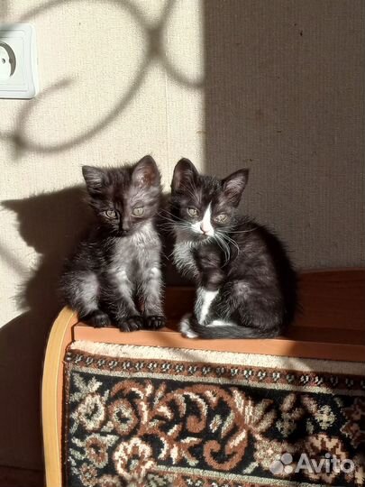 Кошечки в добрые руки
