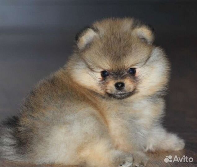 Щенки шпица