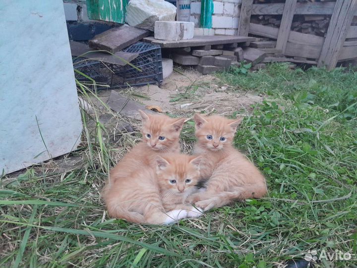 Котята в дар бесплатно