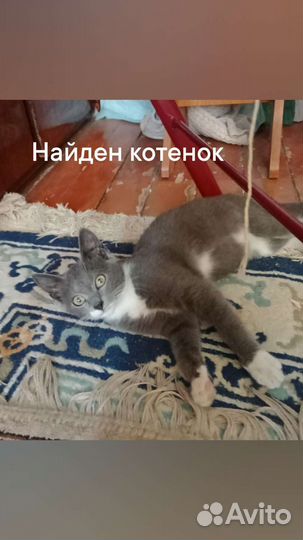 Котенок
