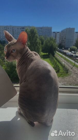 Кот в добрые руки