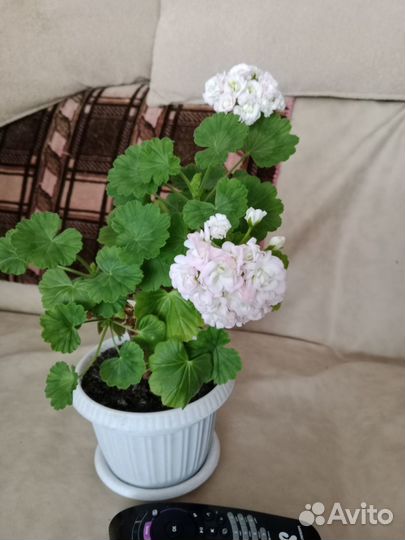 Комнатные цветы