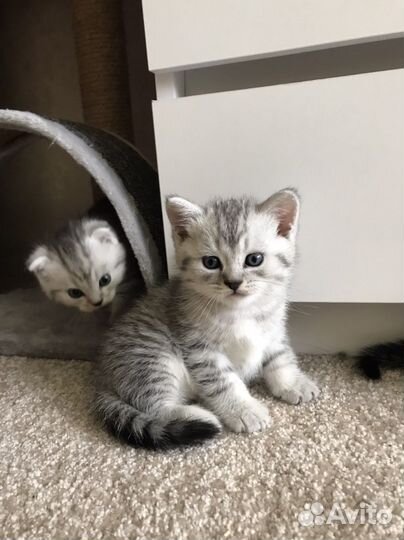 Шотландские котята